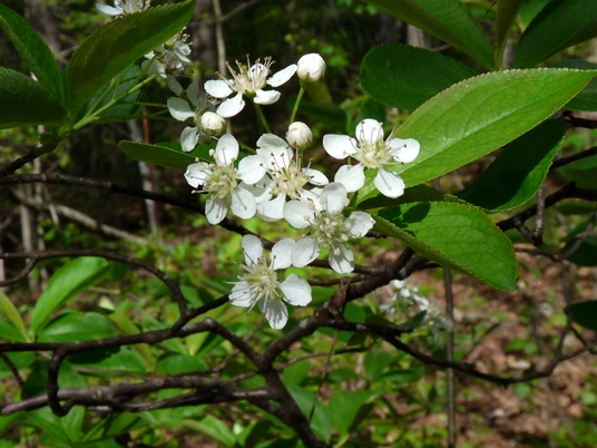 {Aronia arbutifolia}